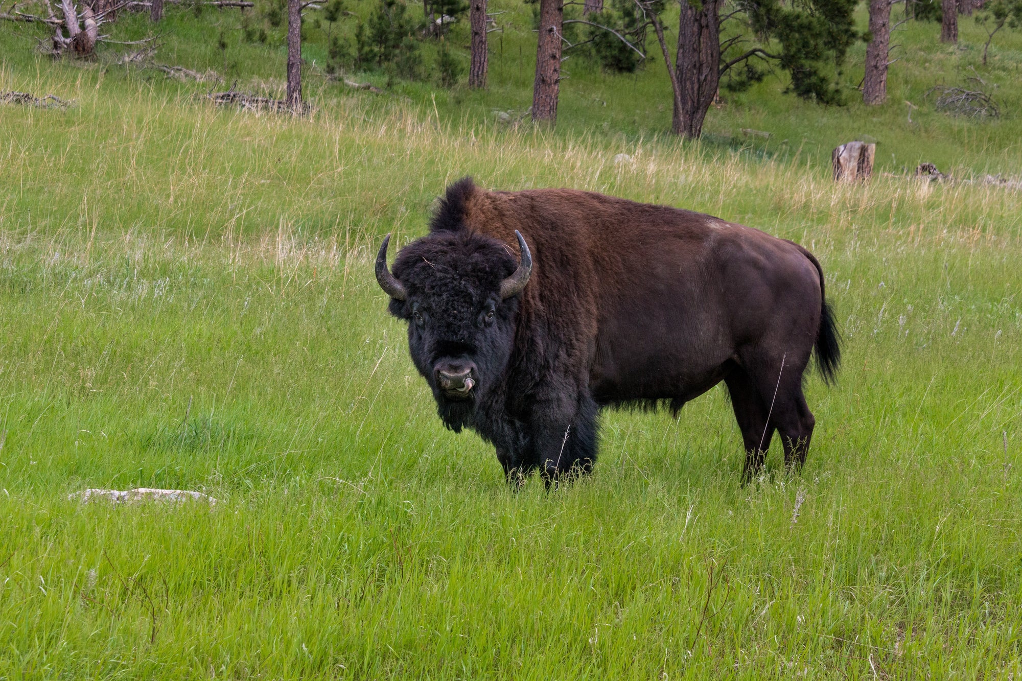 Is Buffalo Jerky Gluten Free?