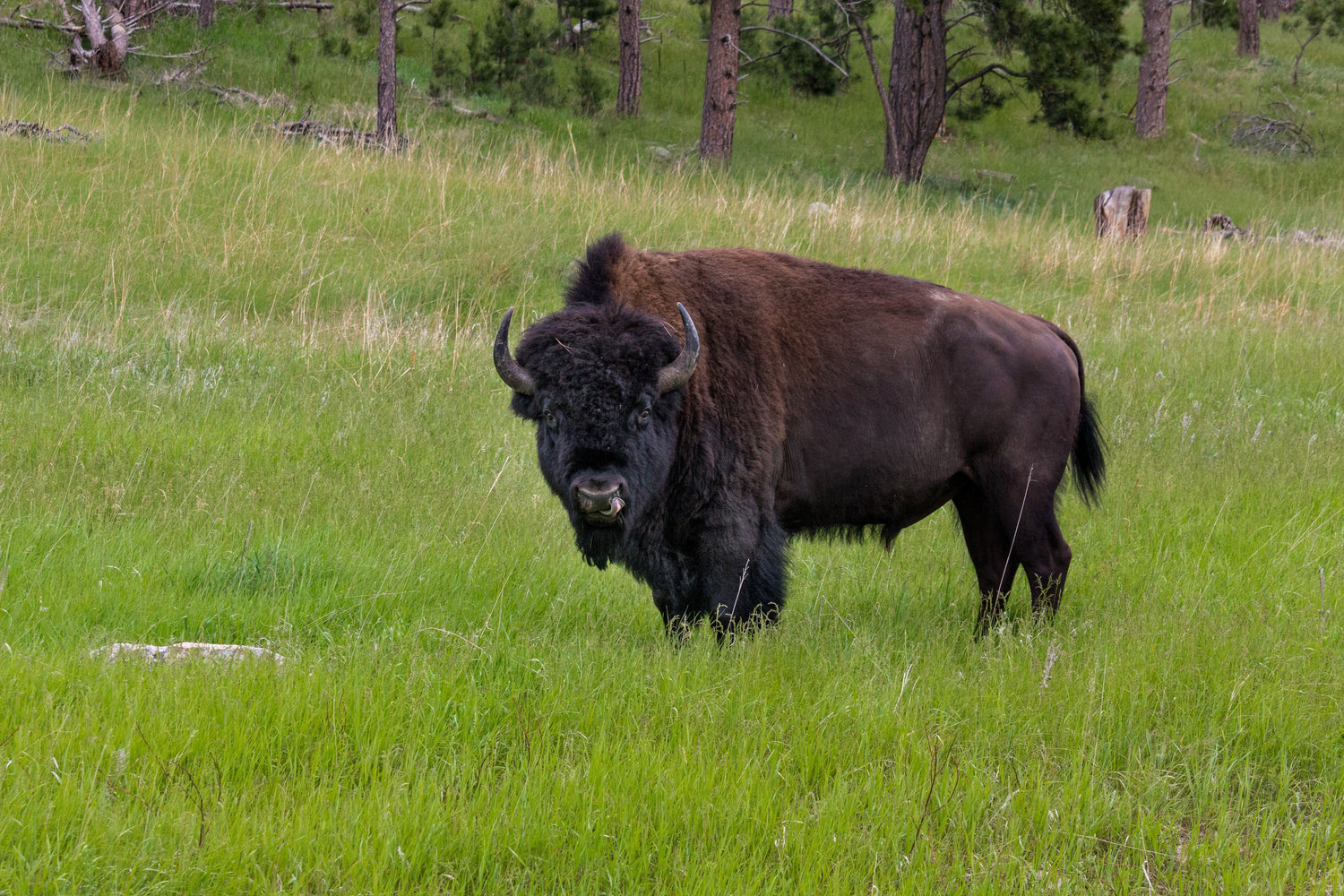 Is Buffalo Jerky Gluten Free?